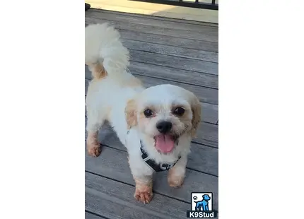 a shichons dog standing on a wood deck